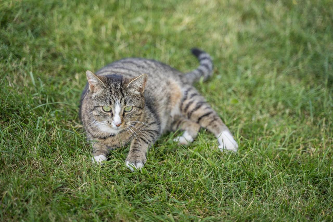 Klausenhansenhof ヴォルフアッハ エクステリア 写真
